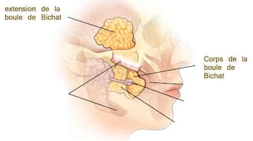 boule de bichat anatomie